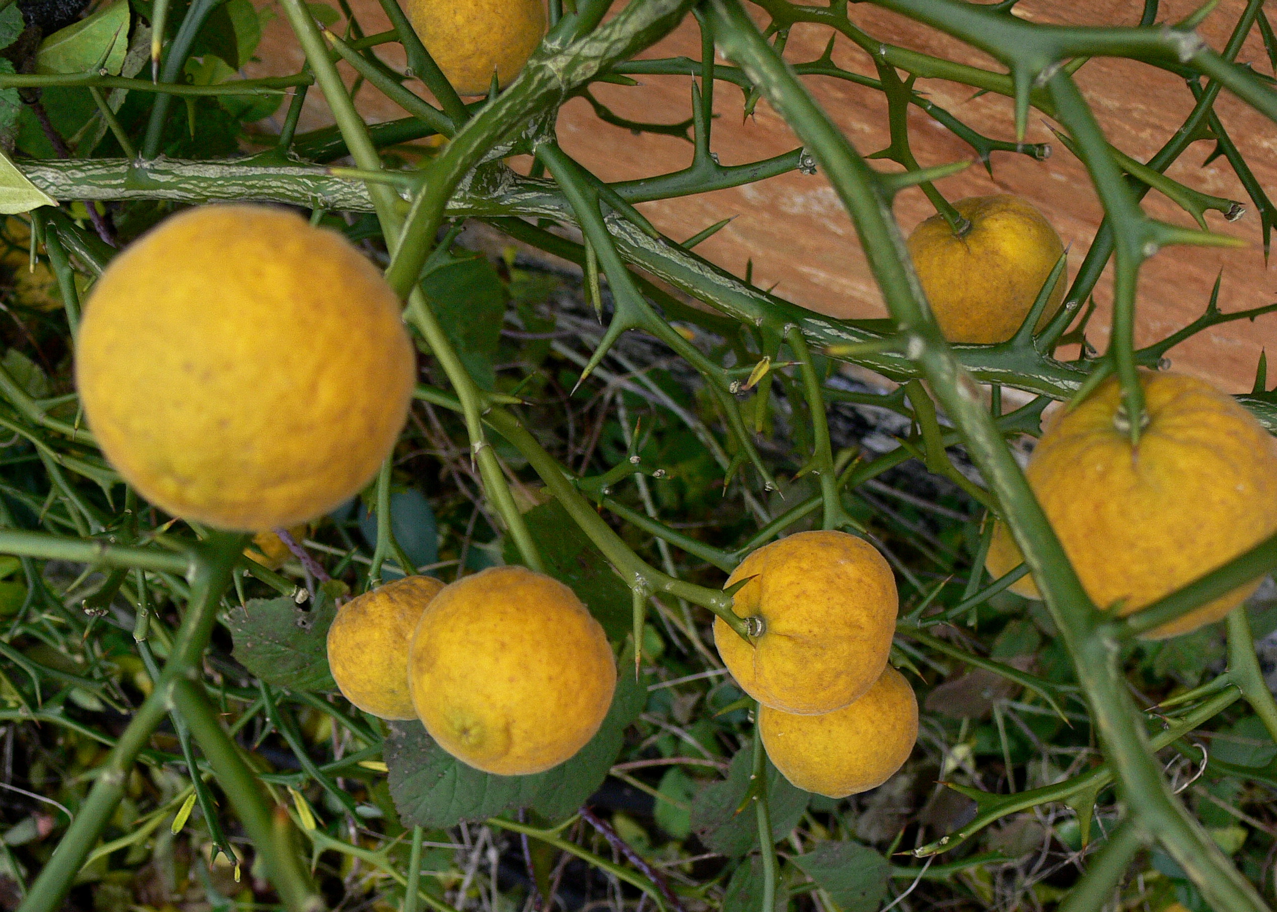 Citrus trifoliata, syn. Poncirus trifoliata - dværgcitron